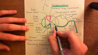 Glycine Receptors and Hyperekplexia Part 3 [upl. by Nashoma]