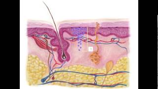 Understanding Your Melanoma Pathology Report [upl. by Eelarak219]