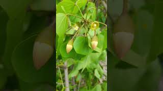 ගංසුරියTulip TreeKavarachu Indian tulip treeThespesia populneaHerbal SriLanka🌼hindishortssri [upl. by Aihtak]