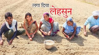 लगा दिया लहसुन the farmers sandeepsulekha dailyvlog dailyvideoblog [upl. by Tisman]