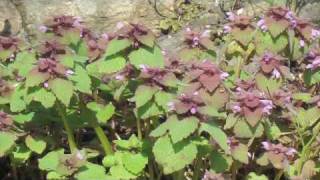 Flower Gardening Tips  How to Grow Dead Nettle Lamium [upl. by Fechter997]