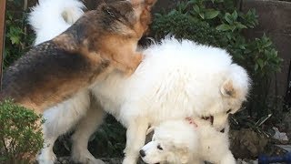 Great pyrenees amazing guard dog from mountains [upl. by Eskill]