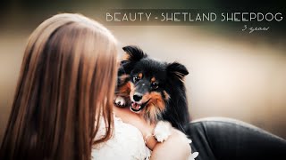 Beauty  Shetland Sheepdog 3 years [upl. by Laurance256]