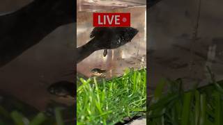 Molly fish giving birth Live mollyfish mollyfry mollyfishbreeding petsvlog pets guppy [upl. by Hinze569]