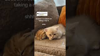 Doobert and Scoobert sleeping catshorts catmeme kitten catphoto catlover kittten funny [upl. by Jewell]