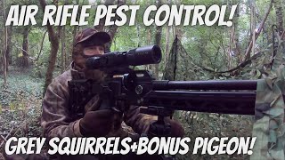 Air Rifle Pest Control Grey Squirrels in the woods with FX Dreamline Shooting JSB Hades Pellets [upl. by Dannon]