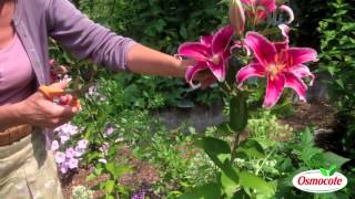 How To Prune Lilies [upl. by Alvina205]