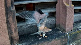 Paarung bei den Turmfalken amp Maus als Geschenk  03022024 [upl. by Neelav541]