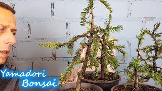 Bonsai Gruppen amp Waldpflanzung Teil 4 von 4 wir reden über die Aufstellung und schneiden [upl. by Alra578]