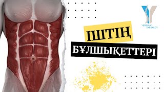 Іштің бұлшықеттері musculi abdomines anatomy [upl. by Karrah891]