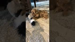 Dog vs Racoon [upl. by Ydeh]