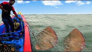 STINGRAY FSH CATCHING AT SEA [upl. by Nairred899]