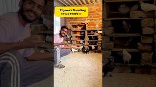 Pigeons🕊️ breeding setup ready😍 petlover minivlog pigeonvlogger birds pigeon kabutar [upl. by Htevi]