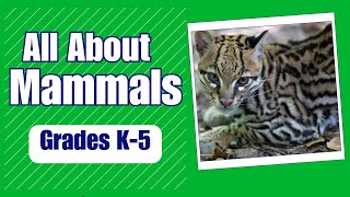 What are Mammals and where do they live  More Grades 25 Science on Harmony Square [upl. by Aihsas166]