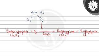 The oxygenation activity of RuBisCO enzyme in photorespiration leads to the formation of [upl. by Adkins]