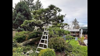 Specimen Shore Pine Cloud Pruned Niwaki Style [upl. by Roleat]