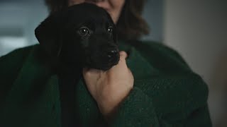 Coal the holiday surprise  Chewy Commercial [upl. by Eemla451]