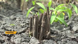 RICE RATOONING IN EASTERN UGANDA [upl. by Amalbergas]