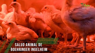 Salud Animal de Boehringer Ingelheim  TvAgro por Juan Gonzalo Angel Restrepo [upl. by Sirovaj]