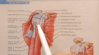 Structures under cover of Deltoid [upl. by Aihc404]