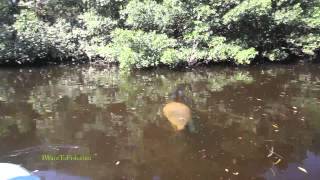 Manatee watching us on the Rio Hatiguanico Cuba [upl. by Adnalue]