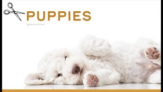 Grooming lagotto puppies [upl. by Florence]