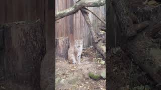 Eurasian Lynx in Total Relax Mode – Watch This Big Cat’s Lazy Yawn wildlife nature shorts [upl. by Pru]