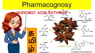 shikimic acid pathway  unit 1  pharmacognosy2  tamil [upl. by Ardnoet]