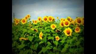 Un campo di girasoli 2011wmv [upl. by Bret]