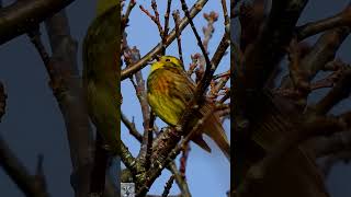 Yellowhammer sound song Gulspurv Обыкновенная овсянка пение Goldammer gesang Geelgors geluid shorts [upl. by Eiliab]