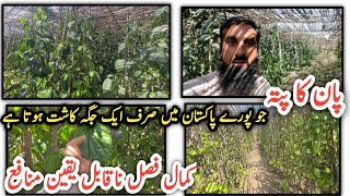 Betel leaf plant cultivation پان کی کاشت  Profitable farming in Pakistan IR FARM [upl. by Narrad]