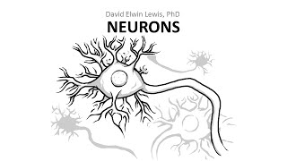 31 Neurons [upl. by Adlemy]