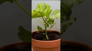 Growing plantSeeds of life A mesmerising journey from seeds to sproutytshortsvideosforkids8756 [upl. by Gerrald609]