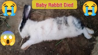 Baby Rabbit Died Death moment of a rabbit [upl. by Acim793]