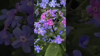 Brunnera macrophylla [upl. by Krystle]