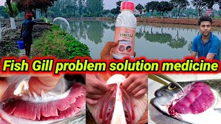 Fish Gill problem solution medicine  fish disease fungal treatment fishinfo fishfarming [upl. by Orsay]