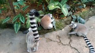 ring tailed lemur at singapore zoo [upl. by Medovich896]