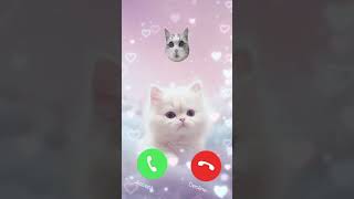 Cute cat calling me 🥰 cat ringtone funny bigcat youtube views [upl. by Nyrrat575]