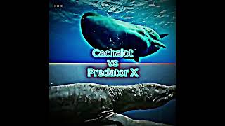 Sperm whale vs Pliosaurus funkei [upl. by Gerladina]