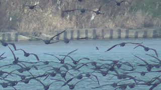 N0216 大分川 強い風 上流へ飛んで行く鵜の群れ Oita River Strong Wind A Flock of Cormorants flying upstream [upl. by Malvin256]