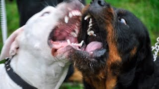 Pitbull vs Rottweiler real fight [upl. by Gorden]