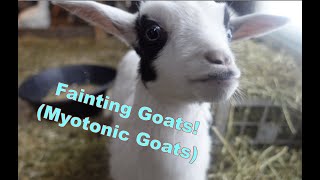 All about Fainting Goats [upl. by Orapma600]