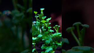 Aquatic plant  Hydrocotyle Tripartita ‘mini’ shorts aquascape viral aquarium aquatic plants [upl. by Mckenna]