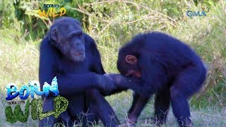 Born to be Wild Doc Nielsen visits chimpanzees in Kenya [upl. by Luht674]