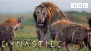 Hyena pack attacks lion  FULL CLIP  Dynasties [upl. by Eppie]