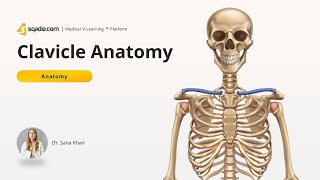 Clavicle Anatomy  Inferior View  Acromial and Sternal End  Conoid Tubercle [upl. by Yerffoj]