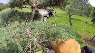 Cloud Pruning a Pinus Sylvestris Part 1 [upl. by Cul198]