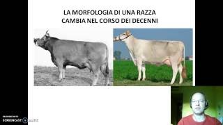 Lezione valutazione morfologica bovina da latte [upl. by Anitnegra243]