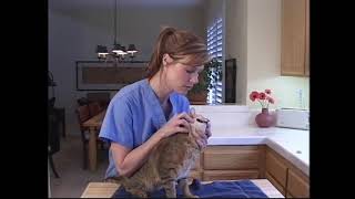 Home Dental Care for Cats  UC Davis [upl. by Lucio]