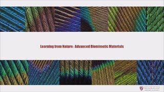 Learning from Nature Advanced Biomimetic Materials  Panče Naumov  Radcliffe Institute [upl. by Kind]